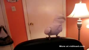 Bird Dance To Rap Music
