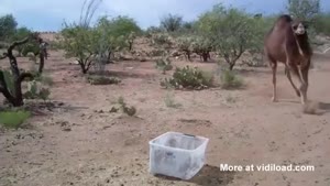 Camel Encounters Scary Plastic Container