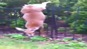 Deer Gets Stuck In Fence