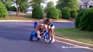 Teaching A Dog To Ride A Bicycle