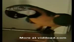 Parrot Is Like WTF?