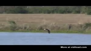 Swimming Eagle