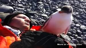 Baby Penguin Meets A Human For The First Time