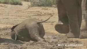 Baby Elephant Has Trouble Walking Through Mud