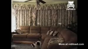 Dog Jumps Extremely High