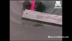 Dog 'Rescues' Kid