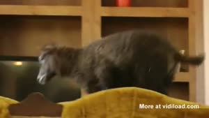 Lambs Go Crazy On Couch