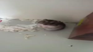 Hamster Gets Shot And Dies