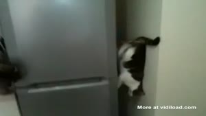 Cat Defies Gravity