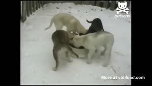 Puppy Carousel