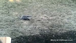 Possum's Reaction To Dog
