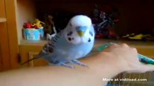 R2-D2 Budgie