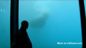 Polar Bear Breaks The Glass