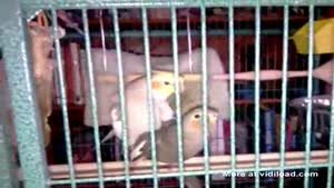Cockatiel Finally Seduced His Girlfriend