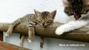 Cat Is Tired