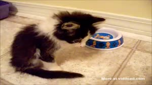 Cute Kitten Without Back Legs
