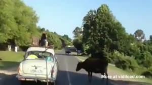 Dog Transported On The Roof