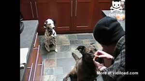 Dog Gives Away His Treat