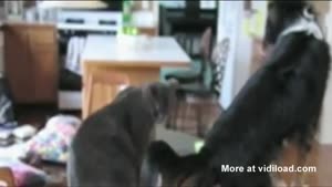 Dog Tries To Imitate Cat