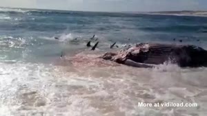 Sharks Feast On Dead Whale 10m Off Shore