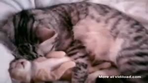 Cat Hugs Kitten Having A Nightmare