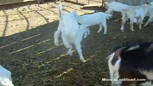 Confused Goat Forgot About His Other Two Legs