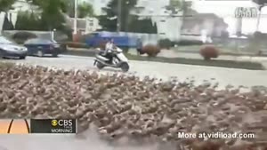 5000 Ducks Go For A Walk In China