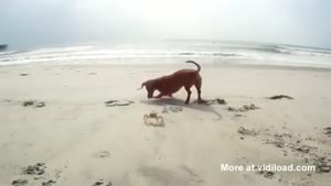 Dog Found Himself A New Friend