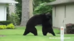 Wrestling Bears In Your Front Yard