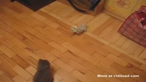 Ninja Kitten Attacks Toy Dog