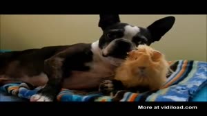 Dog Washes Guinea Pig