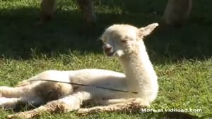 Cute Baby Alpaca Has Trouble Staying Awake