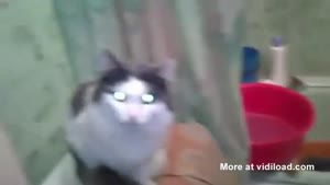 Cat Needs His Privacy