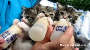 Bottle Feeding Kittens