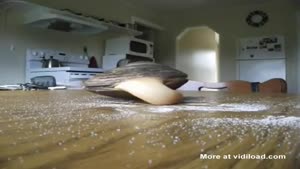 Mussel Licks Salt Off The Table