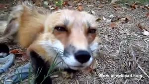 Happy Naked Red Fox