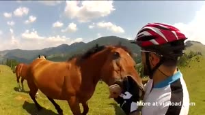 Carnivore Horse