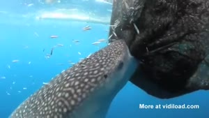 Whale Shark Feasts On Fishing Net
