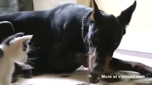 Dobermann Vs. Kitten