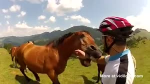 Carnivore Horse