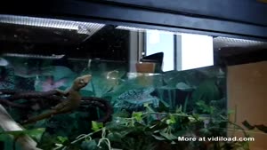 Ninja Gecko Does Bizarre Backflip