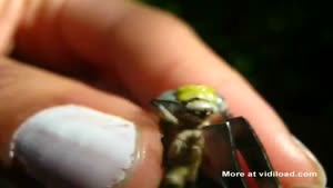 Hand-Feeding An Injured Dragon Fly