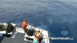 Shark Nearly Gives Diver A Heart Attack