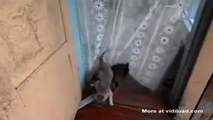 Dog Trained To Carry The Cat Home