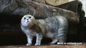 Negative Cat