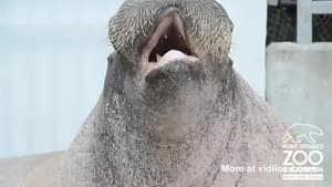 Walrus Imitating Sounds