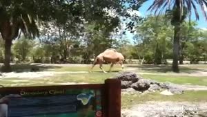 Headless Dromedary