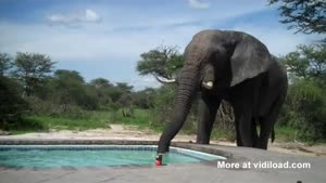 Thirsty Elephant Drinks From Pool