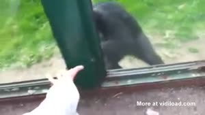 Chimpanzee Asks For Help