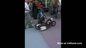 Biker Dog